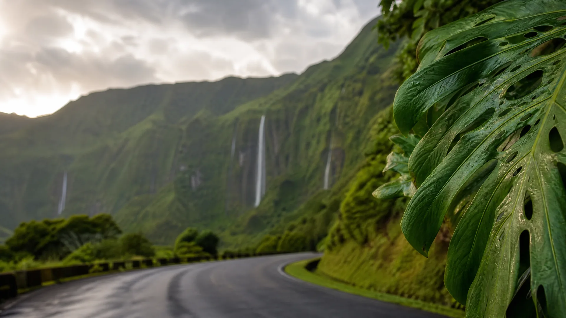 A wet curving paved road runs past a guardrail below steep green cliffs with several thin waterfalls, with a large perforated monstera leaf in sharp focus at the right edge.