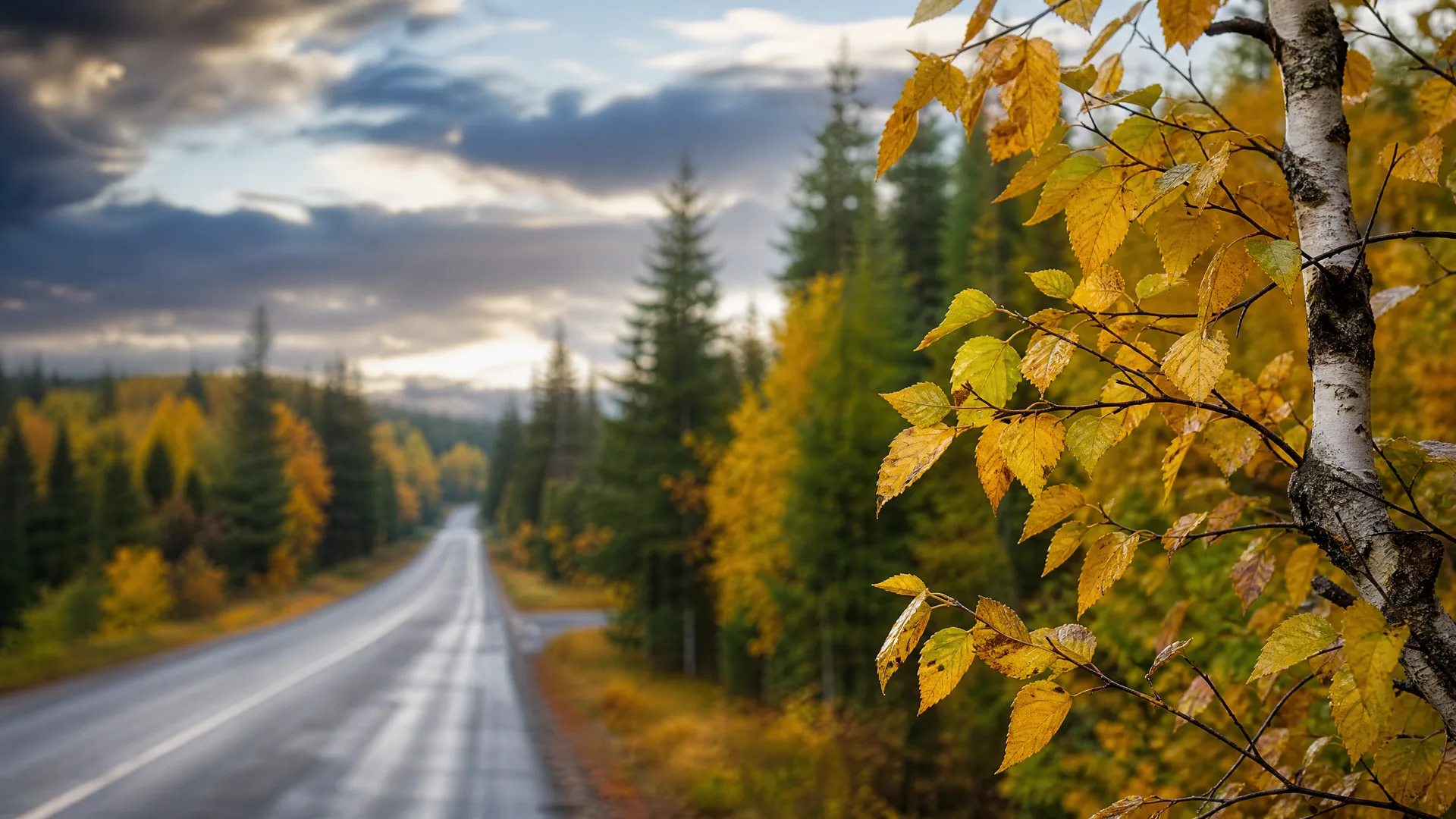 A two-lane road runs through conifer and birch forest with yellow autumn foliage under a cloudy sky, with a birch branch bearing yellow leaves in sharp focus in the foreground.
