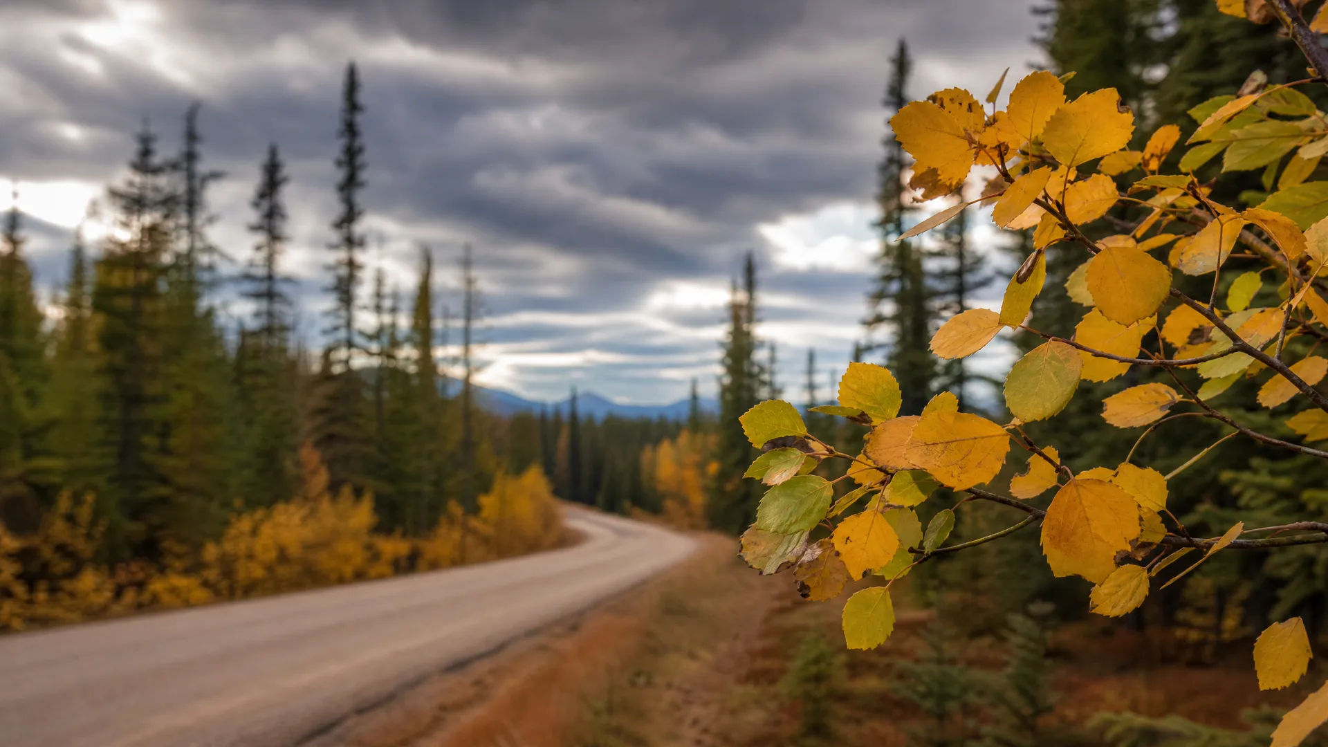 A curving paved road through conifer forest under a heavily clouded sky, with distant mountains and a branch of yellow autumn leaves in sharp focus at the right foreground.