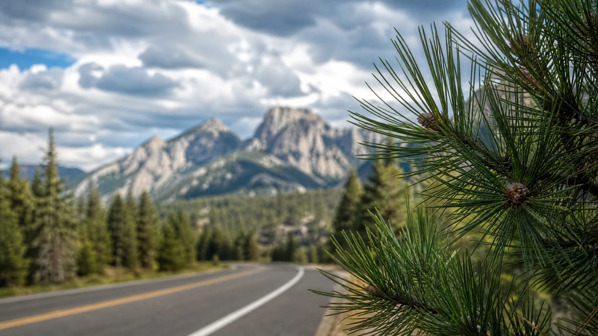 A pine branch with long needles and small cones in sharp focus at right, with a curving two-lane road, conifer forest, rocky peaks and a cloudy sky blurred in the background.