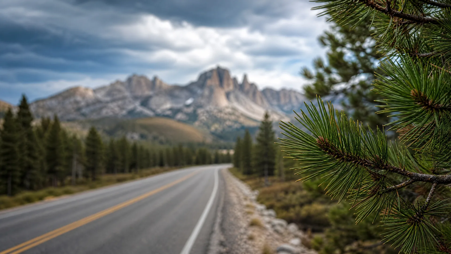 A two-lane paved road with yellow center lines curves through conifer forest toward jagged rocky peaks under a cloudy sky, with a pine branch in sharp focus in the right foreground.